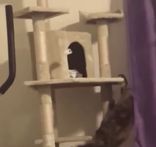 Cat Fail To Climb GIF