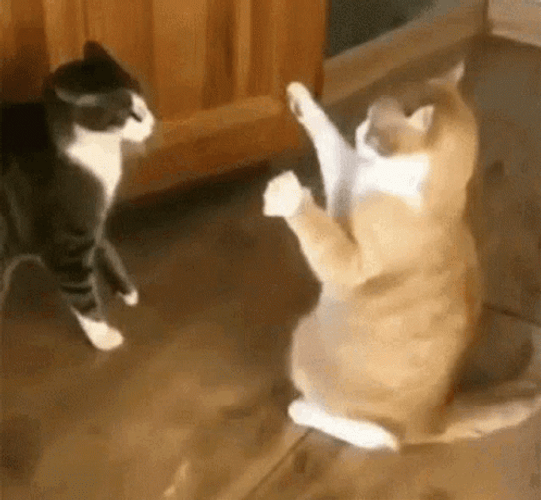 Cat Fail To Fight GIF