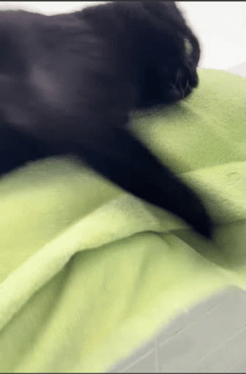 Cat Fail To Hold GIF