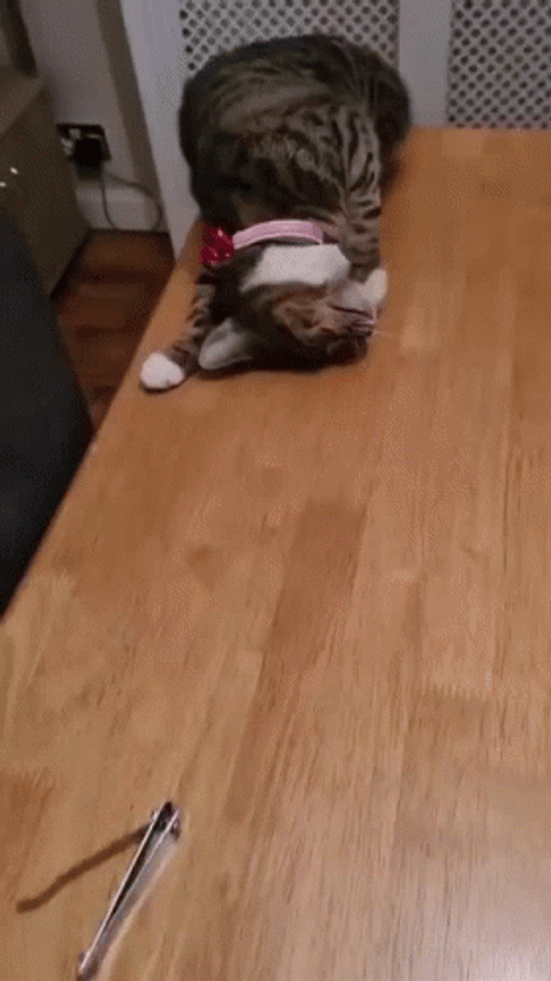 Cat Fail To Hold On GIF