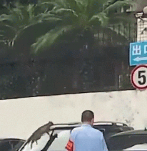 Cat Fail To Jump On The Car GIF