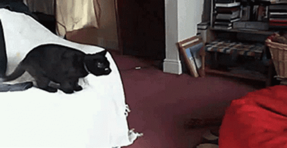 Cat Fail To Jump On The Couch GIF