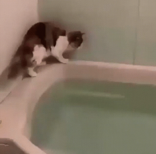 Cat Fail To Jump On The Water GIF