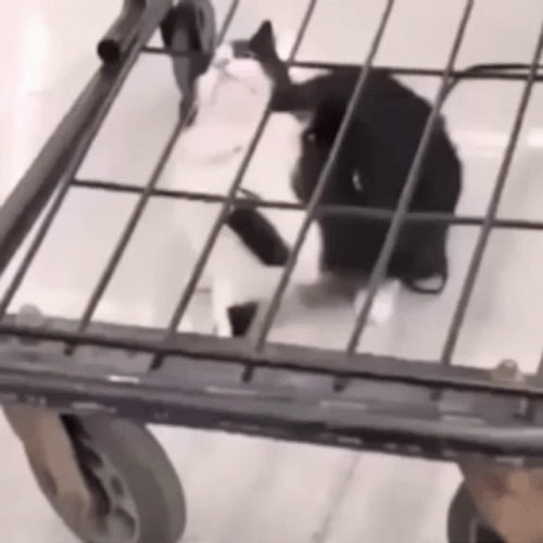 Cat Fail To Remove His Head GIF