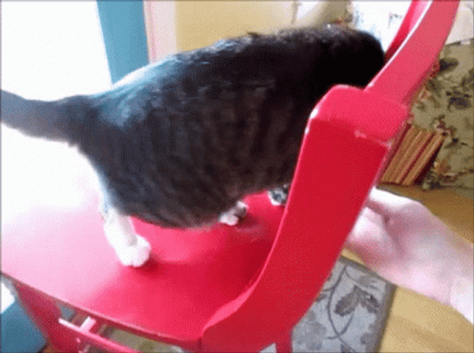 Cat Fail To Sit Down GIF