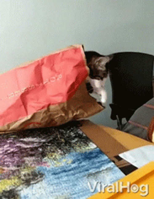 Cat Fail To Step Away GIF
