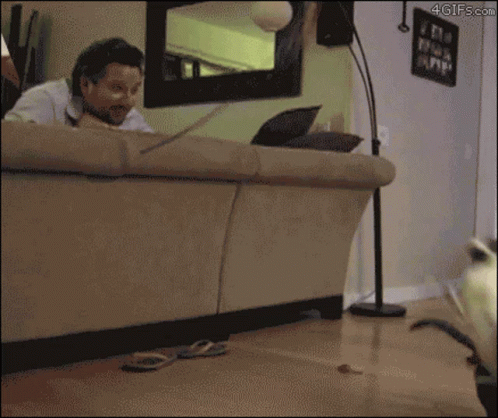 Cat Failed Drop Kick On The Sofa GIF