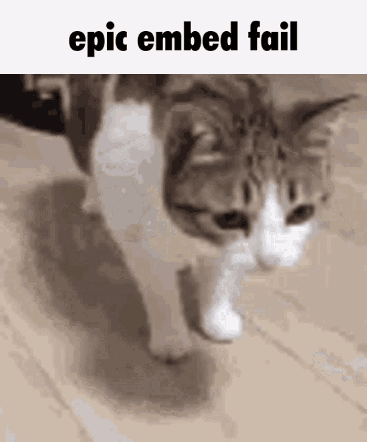 Cat Fall Gif GIF