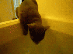 Cat Fall Wet Running GIF