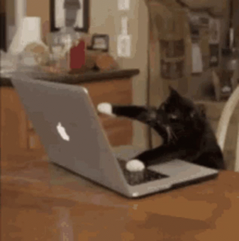Cat Fast Typing Laptop GIF