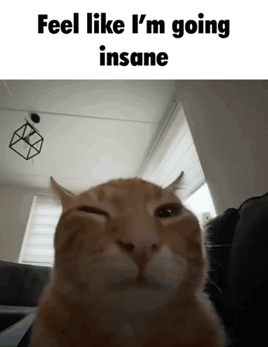 Cat Feel Like I'm Going Insane