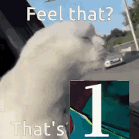 Cat Feel That That's 1