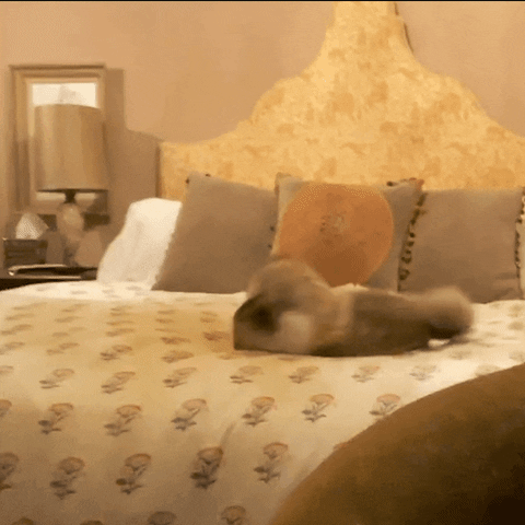 Cat Fight In Bed GIF