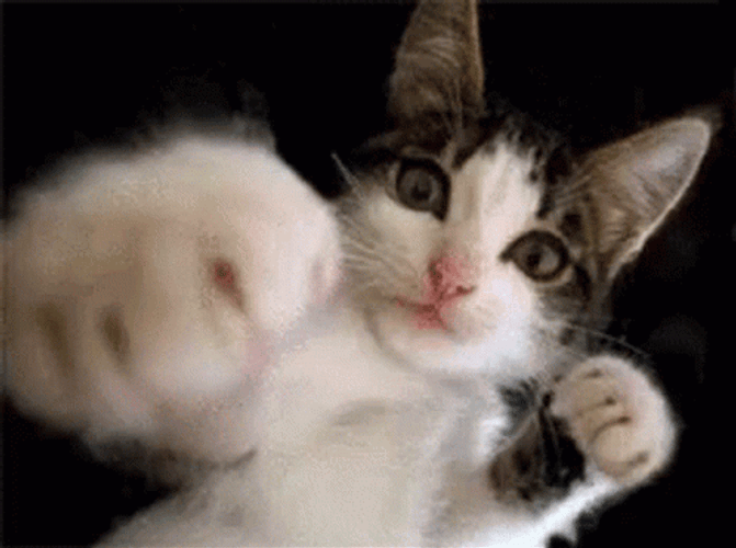 Outside Cat Fight GIF