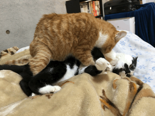 Cat Fight To Bite GIF