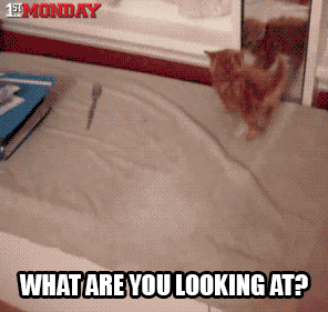 Cat Fight With The Mirror GIF