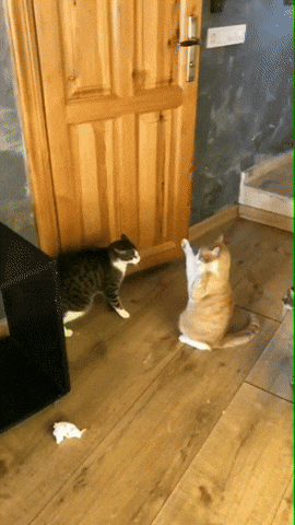 Cat Fighting Funny Falling GIF