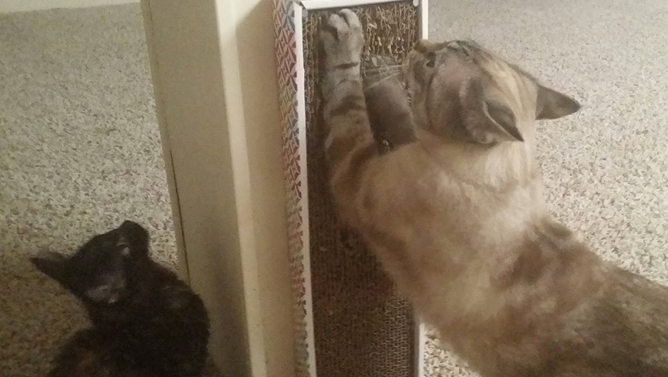 Cat Filing Nails Cute Scratching Pad GIF