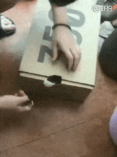 Cat Filing Nails In Box GIF