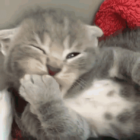 Cat Filing Nails Kitten Biting Nails GIF
