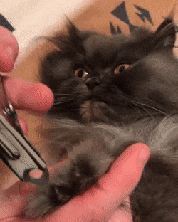 Cat Filing Nails Trimming Nails Grumpy Kitten GIF
