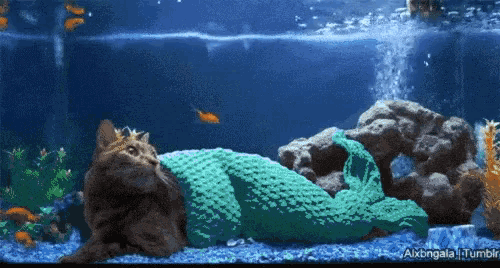 Cat Fish Gif GIF