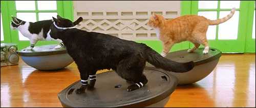 Cat Fitness Cute Balance GIF