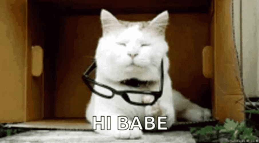 Cat Flirting Hi Babe GIF