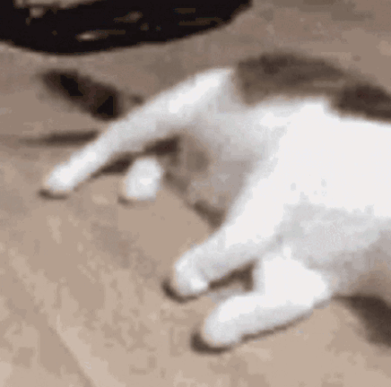Cat Flop On Floor GIF