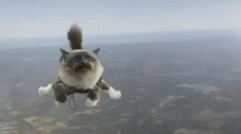 Cat Flying in Harness