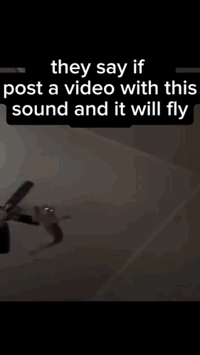 Cat Flying Through Air