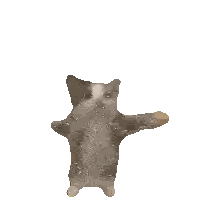 Cat Flying with Outstretched Arms