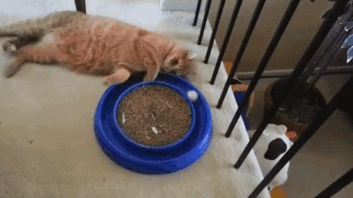 Cat Food Bowl Perfect Loop GIF