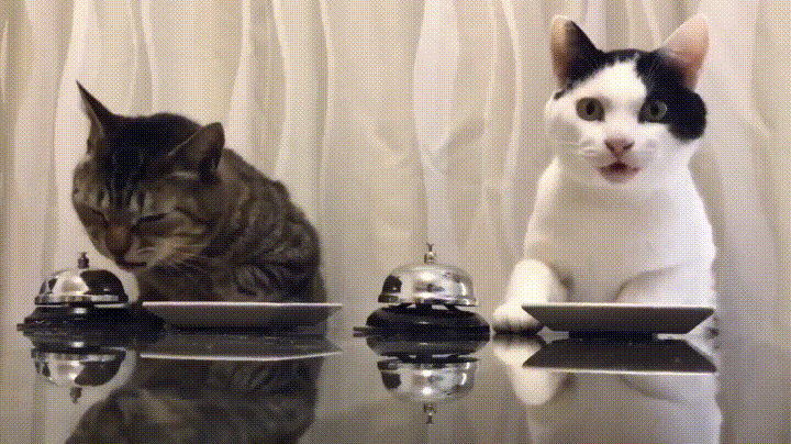 Cat Food Rings Bell GIF