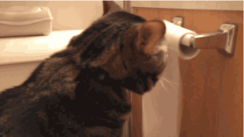 Cat Freak Rolls Tissue Paper Roll GIF
