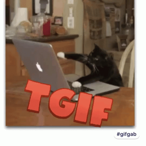 Cat Friday Undefined X Undefined Gif GIF