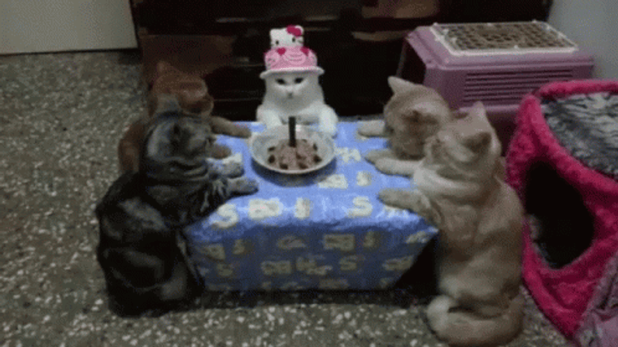 Cat Friends Birthday Party Celebration GIF