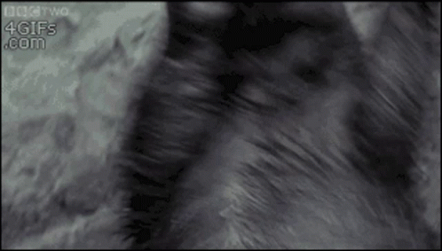 Cat Fur Close Up 4gifs.com
