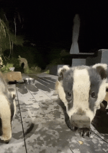 Cat Fur Close Up 4Gifs