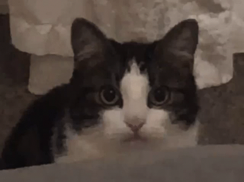 Cat Gazing Intensely Disappearing GIF