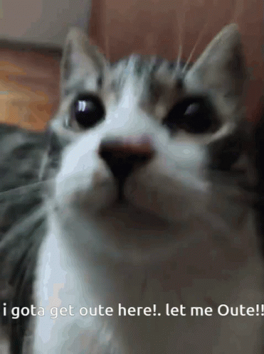 Cat Get Me Outta Here GIF