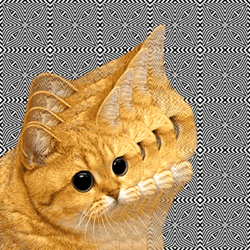 Cat Getting Bigger Illusion GIF