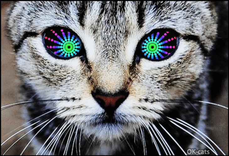 hypnotized cat gif
