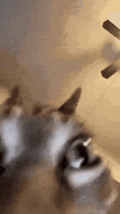 Cat Getting Insane GIF