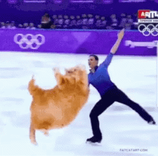Cat Getting Lifted Ice Skating GIF