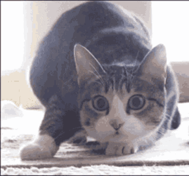 Cat Gif GIF