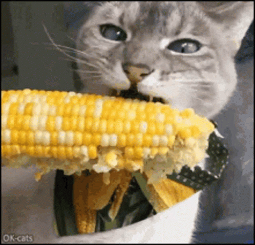 Cat GIF