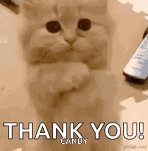 Cat Giving Thumbs Up Saying Thank You