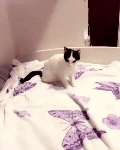 Cat Got Shoot With Hand Gun GIF
