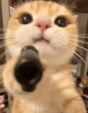 Cat Gun Gif GIF